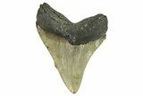 Serrated, Fossil Megalodon Tooth - North Carolina #295365-1